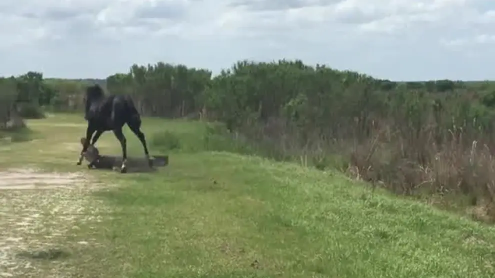 Sorprendentes imágenes de un caballo atacando a un cocodrilo