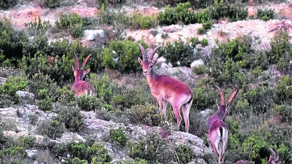 Un grupo de cabras ibéricas, fotografiadas recientemente en las planas de Cuarte y Cadrete.