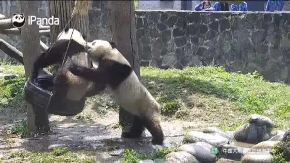 Los osos panda también se columpian