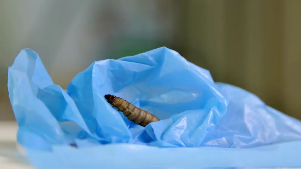 Un gusano, obre una bolsa de plástico.
