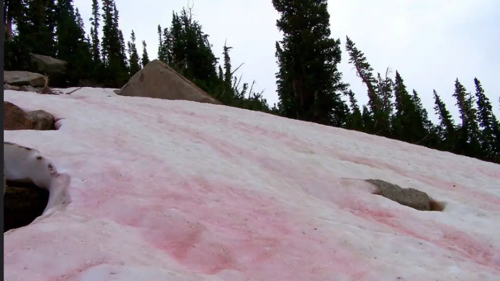 La nieve rosa cambia el color del paisaje.