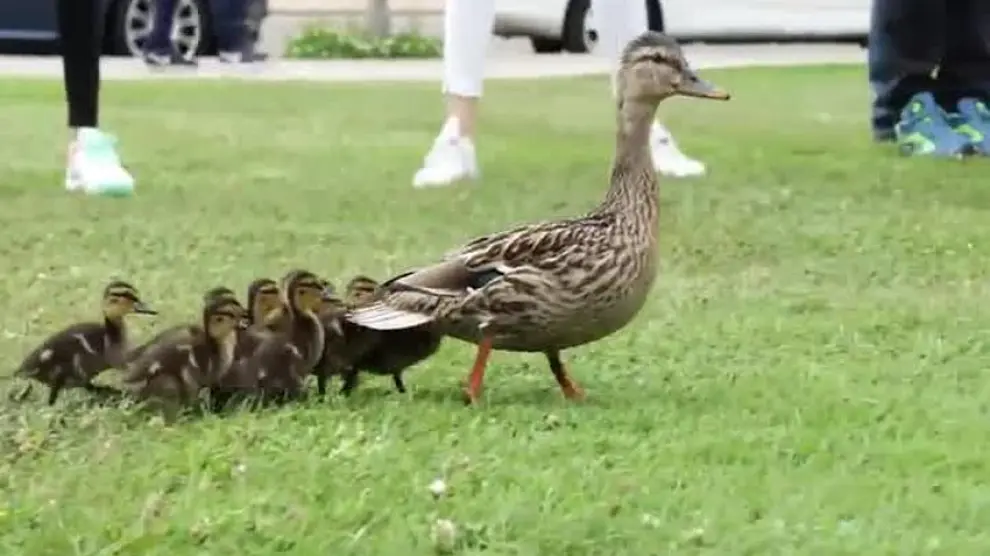 Cien escolares conducen a una mamá pata y sus polluelos hasta el Canal Imperial