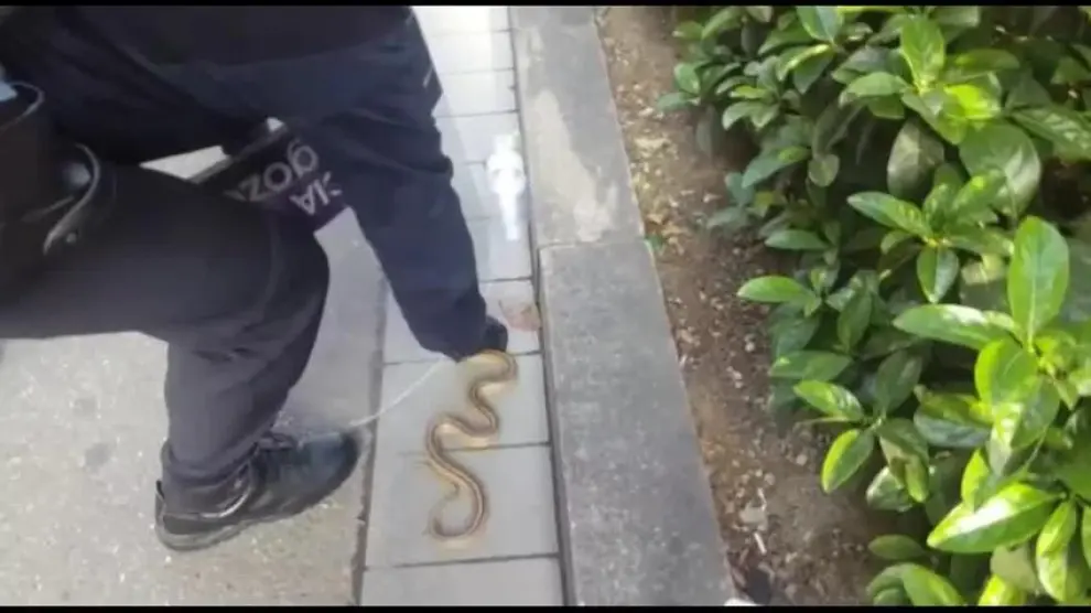 La Policía captura una serpiente en pleno centro de Zaragoza