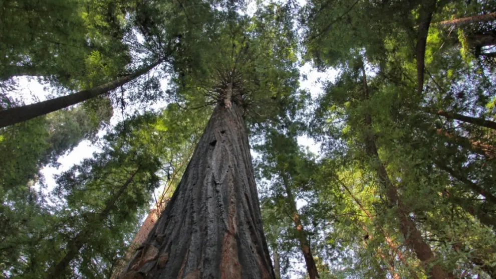 Un bosque es más que una colección de árboles individuales que compiten por los recursos. Según el geoquímico Tamir Klein, «los comparten y actúan de forma colectiva»