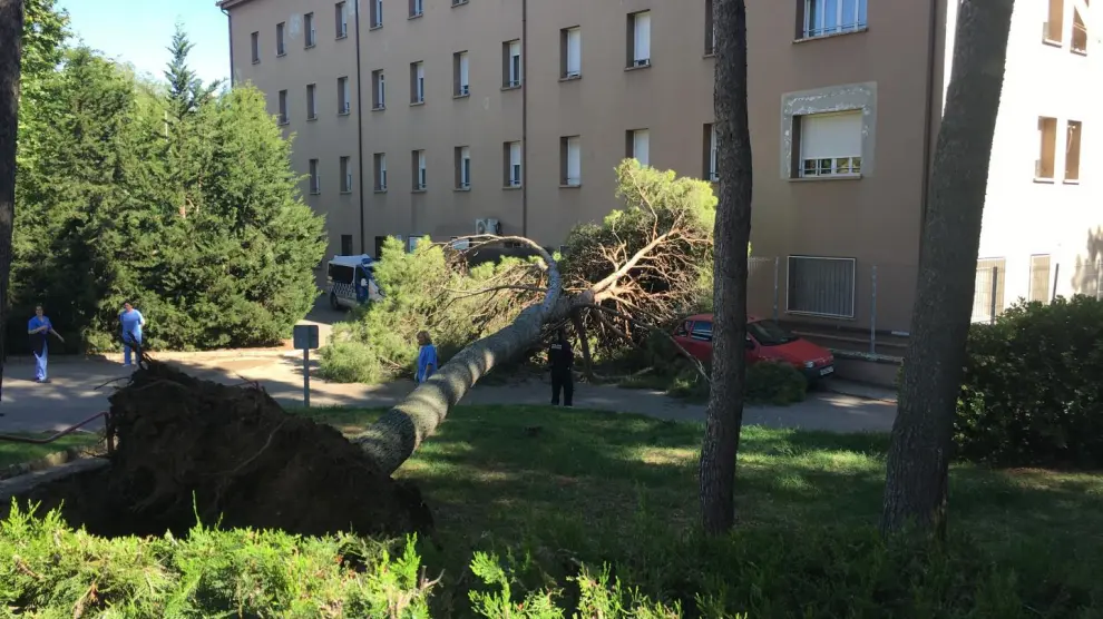 La caída del árbol no ha provocado daños personales y materiales.