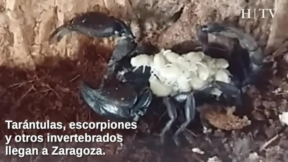 Invertebrados exóticos e insectos tropicales llegan a Zaragoza