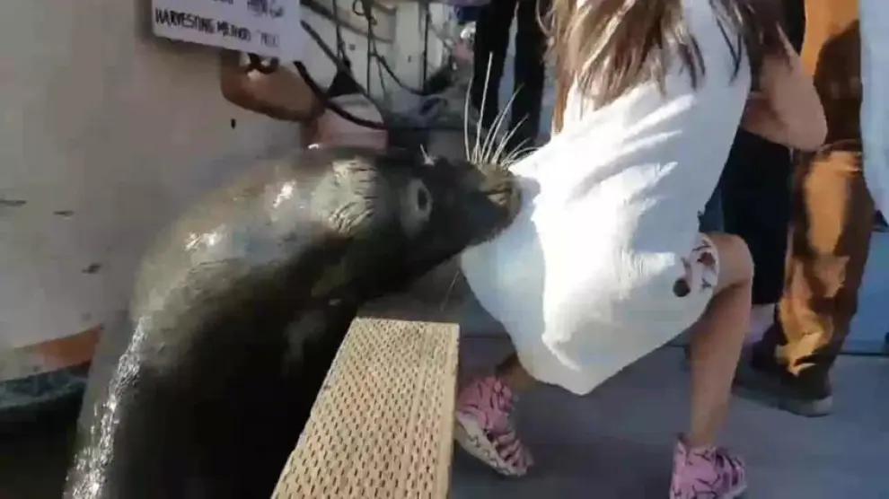 Un león marino agarra a una niña y la sumerge