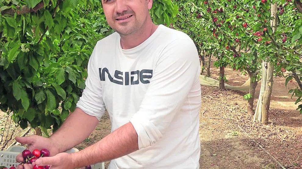 Javier de Pablo, de la empresa familiar oscense Fruit Luxury, muestra las cerezas que cultiva.