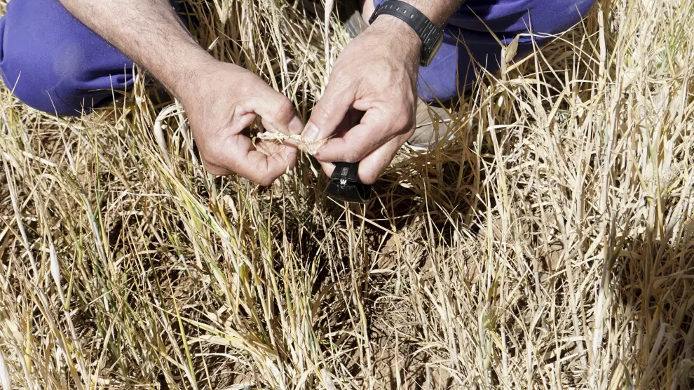 El secretario general de la organización agraria UAGA ha alertado este jueves de que la próxima cosecha de cereales de invierno está perdida en la margen derecha del río Ebro.