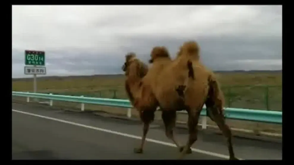 Dos camellos desorientados paralizan el tráfico en una carretera