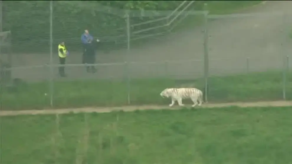 Muere una cuidadora del zoo de Hamerton, Reino Unido, tras ser atacada por un tigre