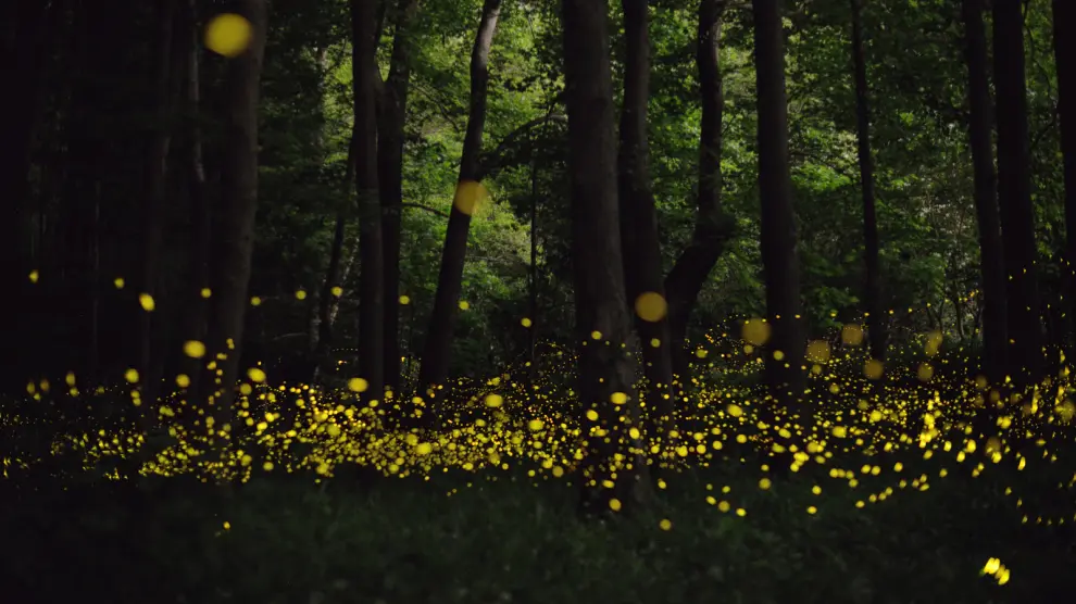 Cientos de luciérnagas en un bosque.