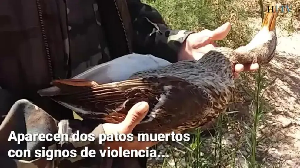 Aparecen dos patos muertos con signos de violencia en la ribera del Ebro