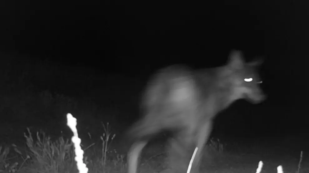 Foto nocturna del lobo detectado la semana pasada en el término de Leciñena.
