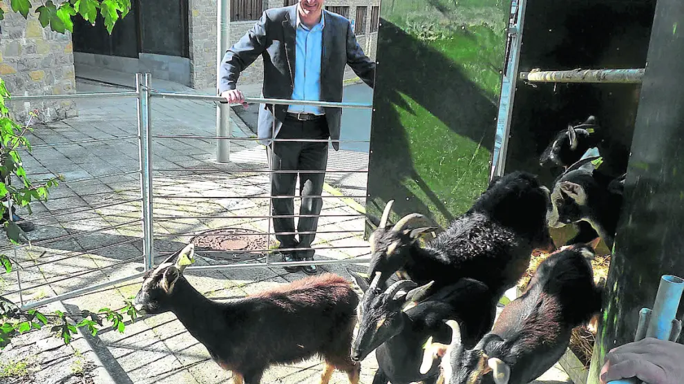 El alcalde Luis Estaún fue testigo ayer del primer día de trabajo de las cabras en la calle El Tinte.