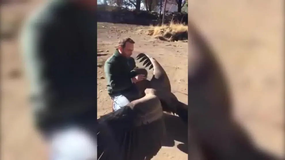 Sorprendente reacción de un condor al ver al hombre que le salvó la vida