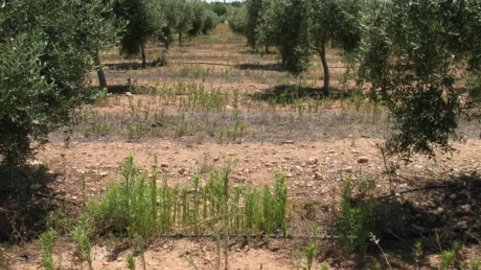 Del género Conyza se suele infestar cultivos leñosos como olivos y frutales.