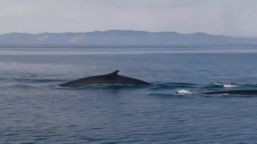 Avistamiento de ballenas en la costa catalana