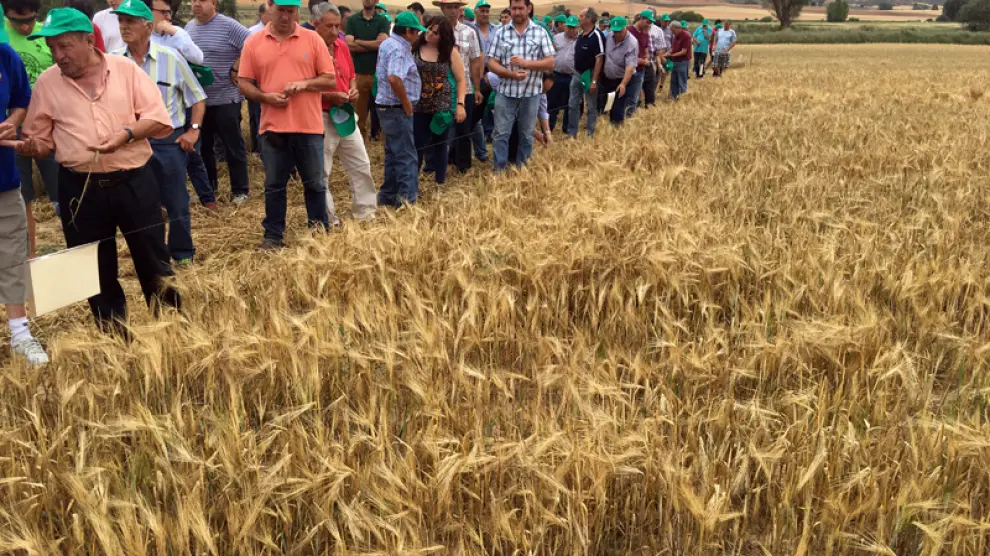 Unos 400 agricultores de toda la provincia han participado esta mañana en la XVIII jornada de visita a los campos de ensayo gestionados por los servicios técnicos de ASAJA SORIA en Almazán.