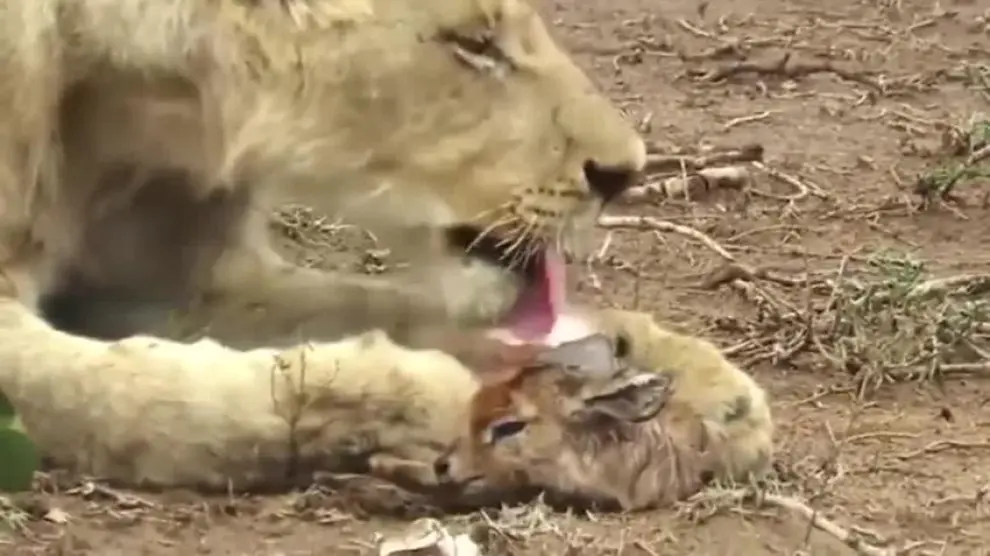 Una leona adopta a un bebé antílope