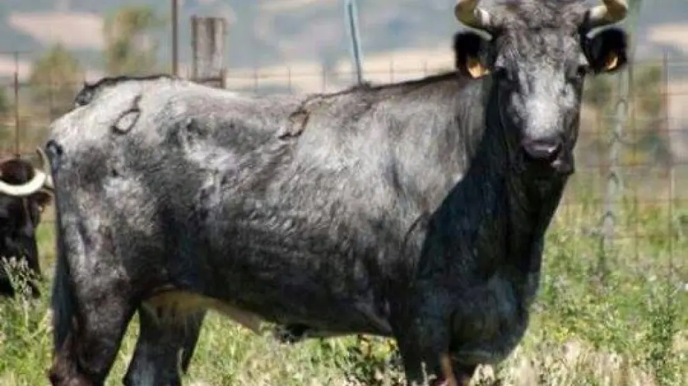 Vaca de 'La Rebomba', en Alfajarín