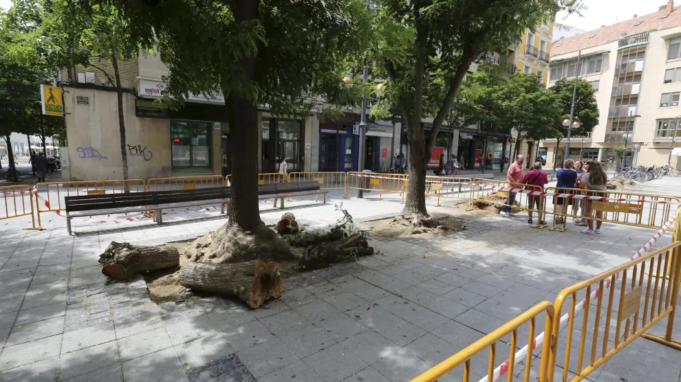 Talan cuatro árboles de la plaza de Concepción Arenal de Huesca por motivos de seguridad