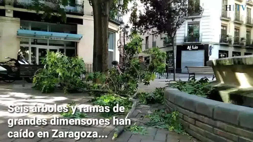 Seis árboles y ramas han caído en Zaragoza en lo que llevamos de junio