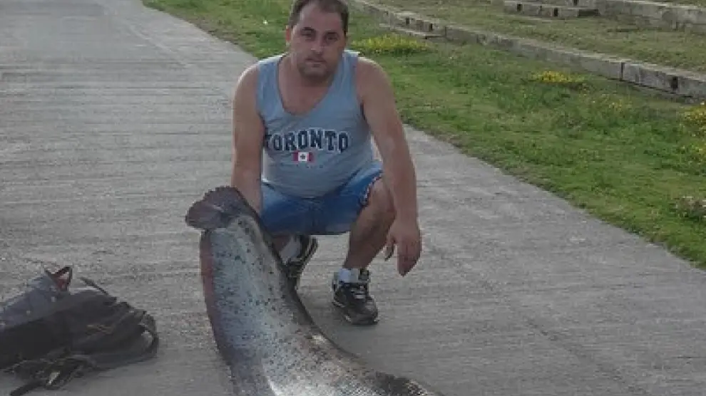 Un zaragozano pesca un siluro de 2,10 metros en el Ebro.