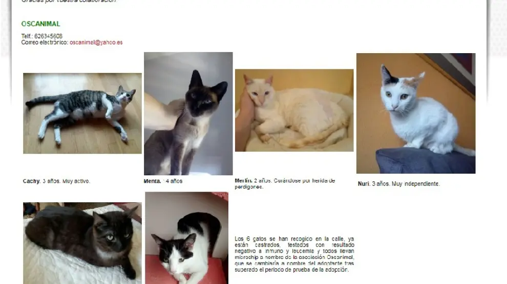 Gatos que buscan hogar a través de la web municipal de Huesca.