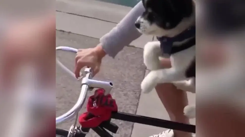 ¡Este perro quiere ser ciclista!