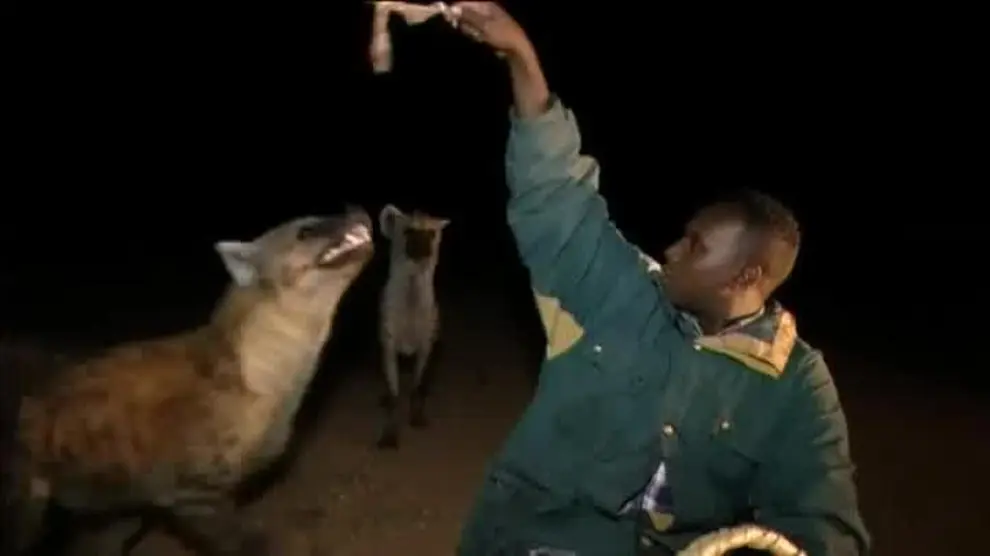 Así alimenta un hombre a las hienas en Etiopía