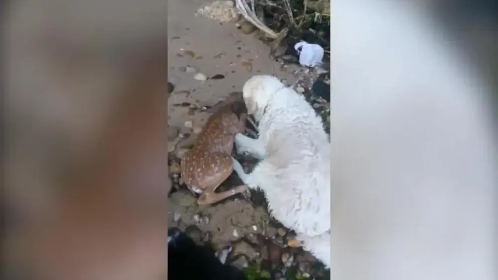 Un perro salva a un ciervo de morir ahogado