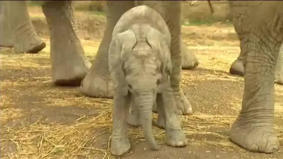 Nace el primer ejemplar de elefante africano en un zoo de México