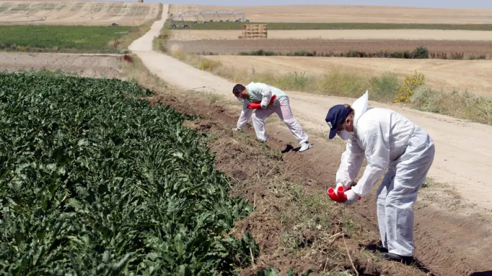 El glifosato es uno de los herbicidas más utilizado en el campo aragonés.
