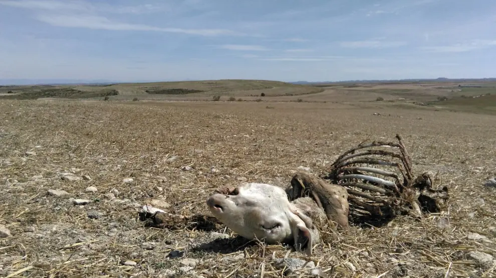 Nueve ovejas muertas, en un nuevo ataque del lobo en Perdiguera