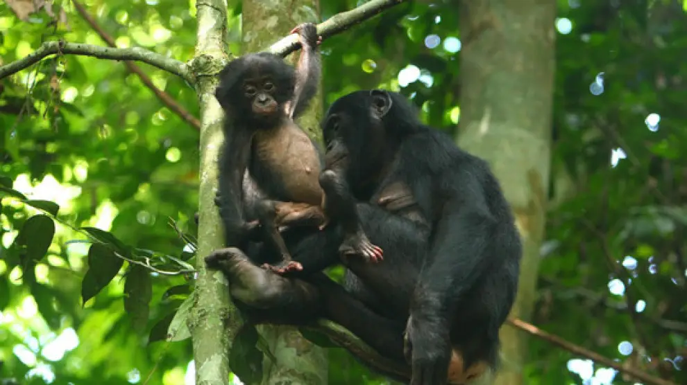Un bonobo adulto y su cría