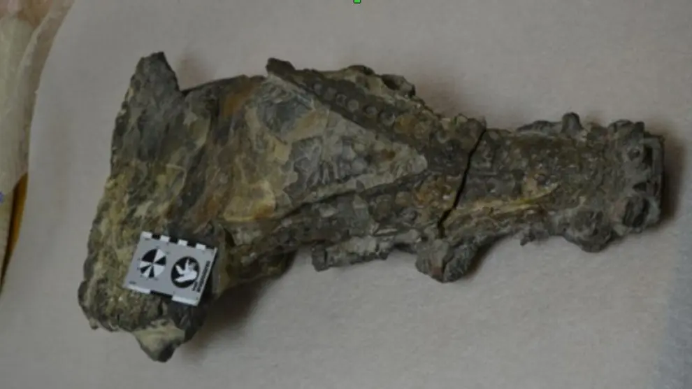 Cocodrilo de Ordesa, ejemplar único en España de un cráneo de cocodrilo marino de hace 50 millones de años hallado en Huesca que permanece sin estudiar, tal y como se encontró en la roca