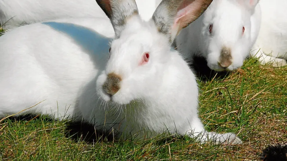 Los ejemplares de conejos más productivos se comercializan a los ganaderos de la Comunidad.