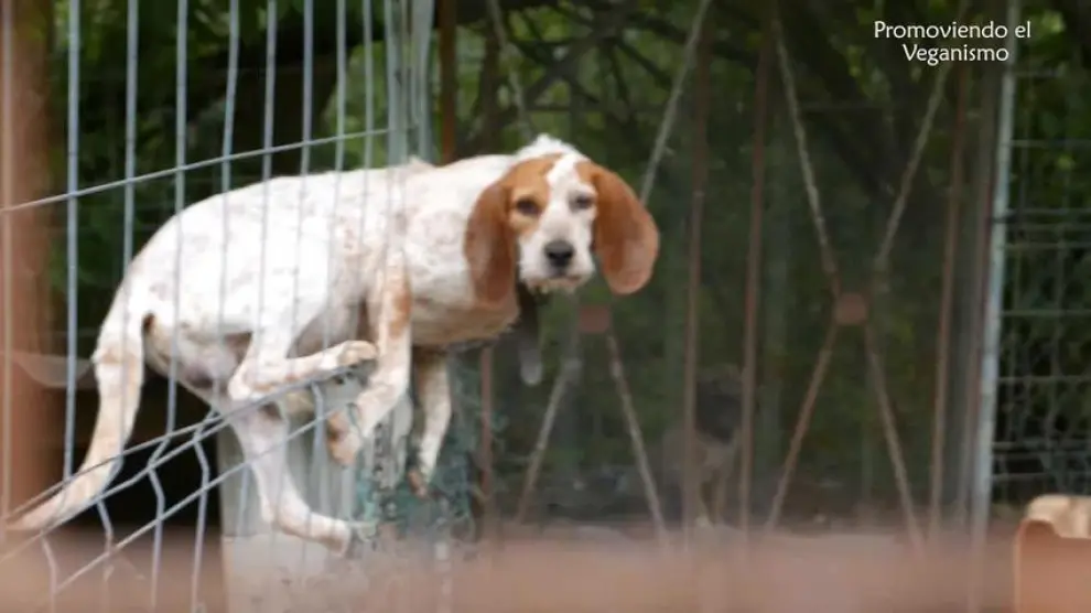 Una organización denuncia el estado en el que viven los perros de caza en el Pirineo