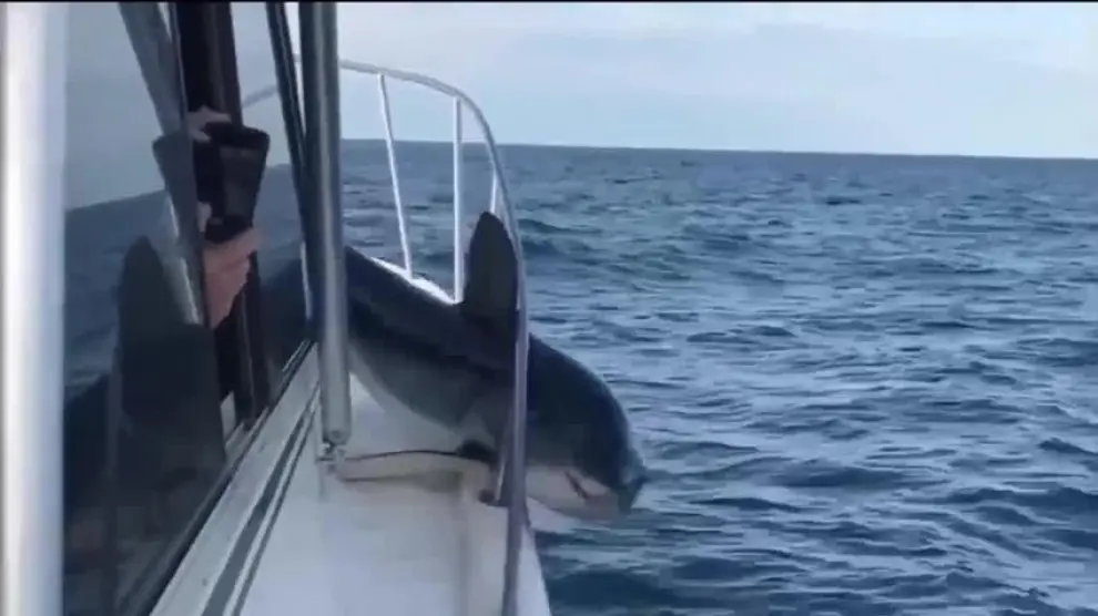 Tiburón salta a un barco y queda atrapado
