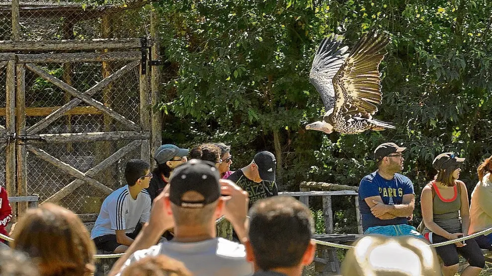 El público contempla una exhibición de aves rapaces durante su visita al Monasterio de Piedra.
