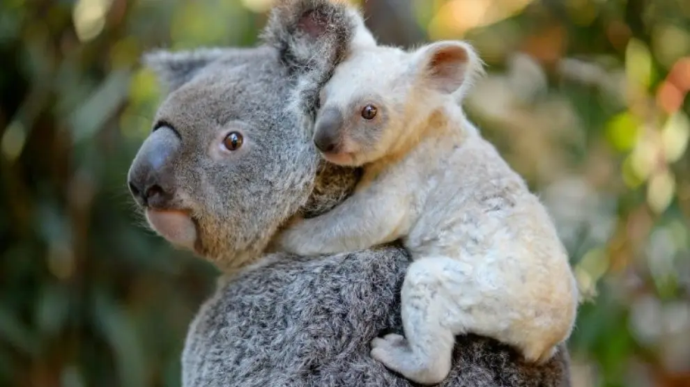 La pequeñla koala junto a su madre.
