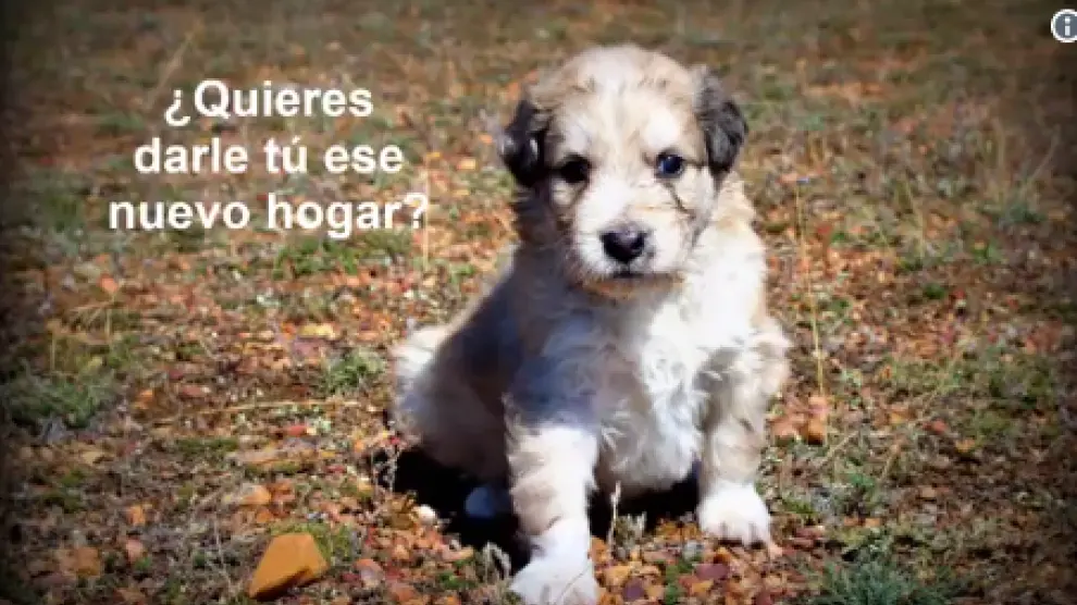 Gochi, un perro rescatado en Zaragoza que busca dueño.