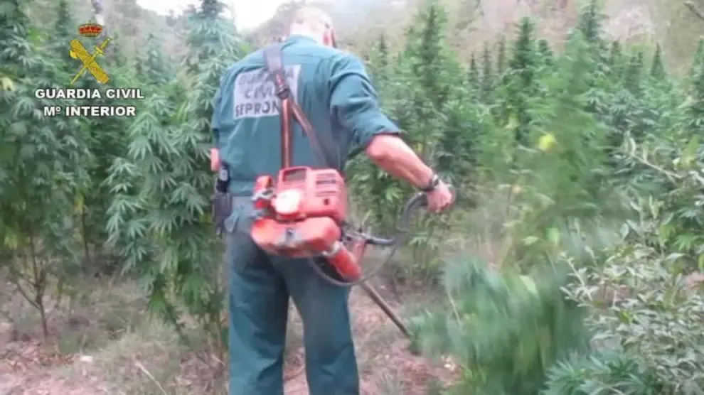 Tres detenidos por cultivar 700 plantas de marihuana en Graus