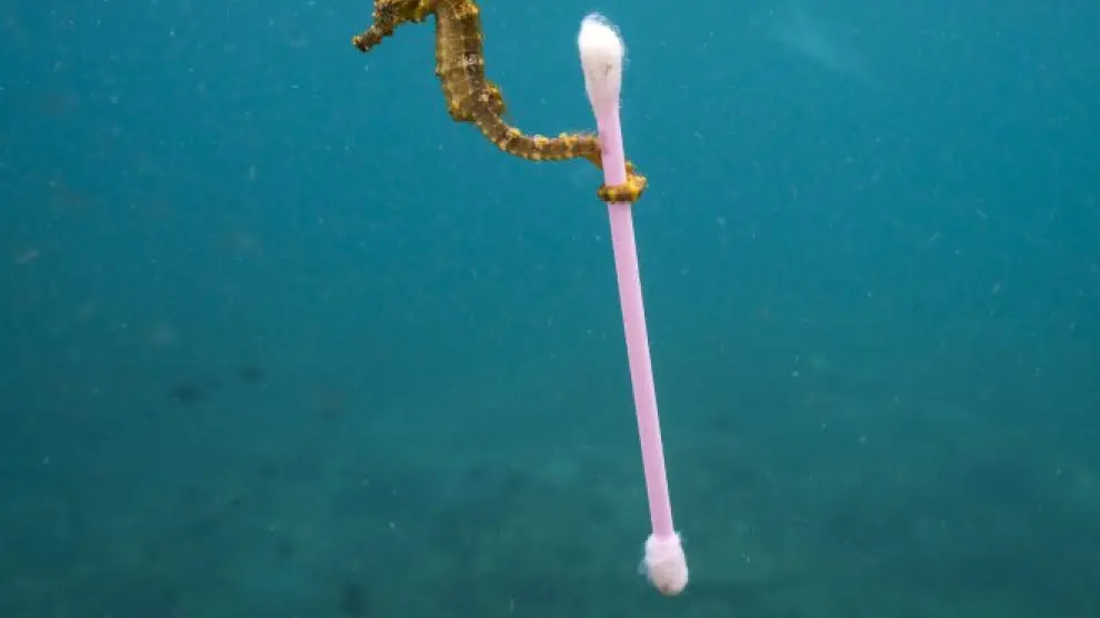 El caballito y el bastoncillo, todo un símbolo del impacto humano en el mar