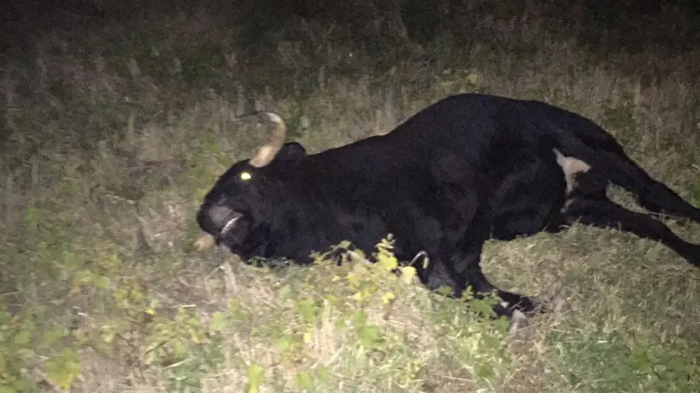 Abatido el toro que huyó el viernes durante un encierro en las fiestas de Novallas