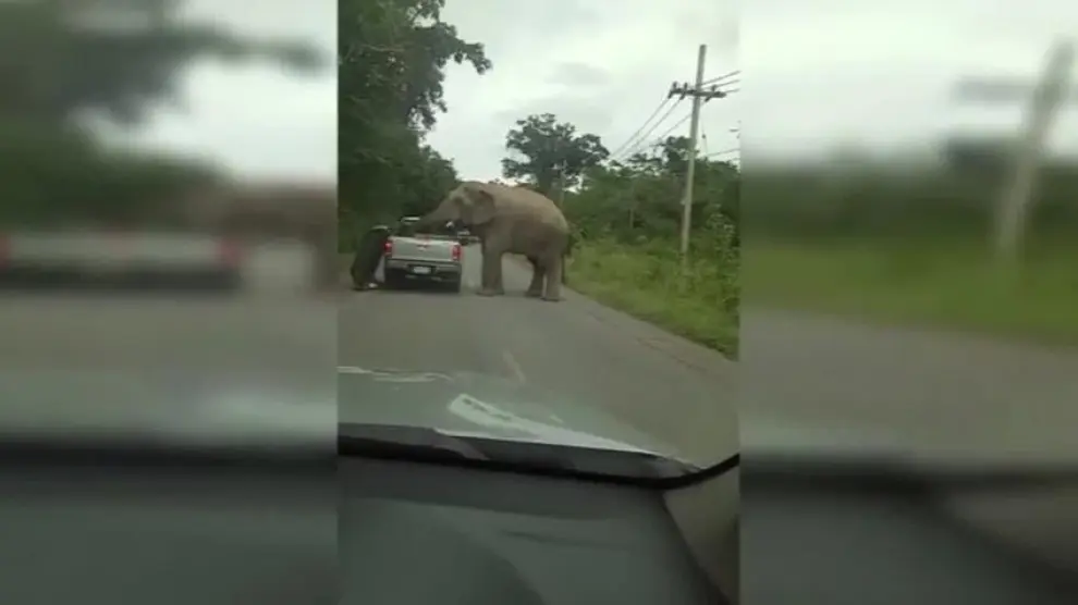 Este elefante prefiere los coches descapotables