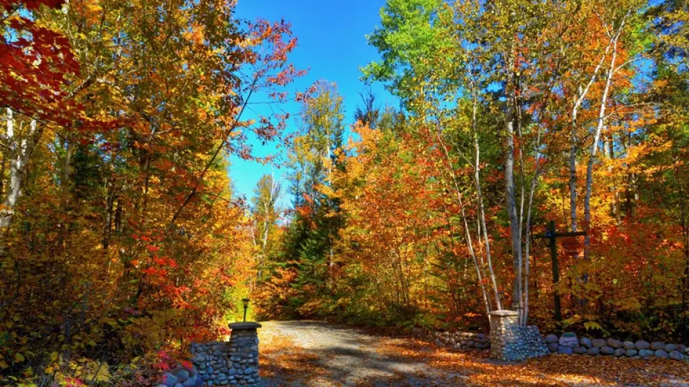 Bosque canadiense en otoño.