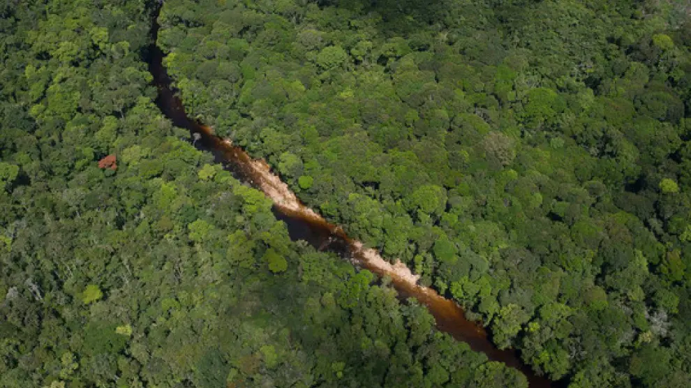 Especies nuevas se descubren cada año y muchas zonas de la vasta región amazónica continúan estando mal o completamente inexploradas