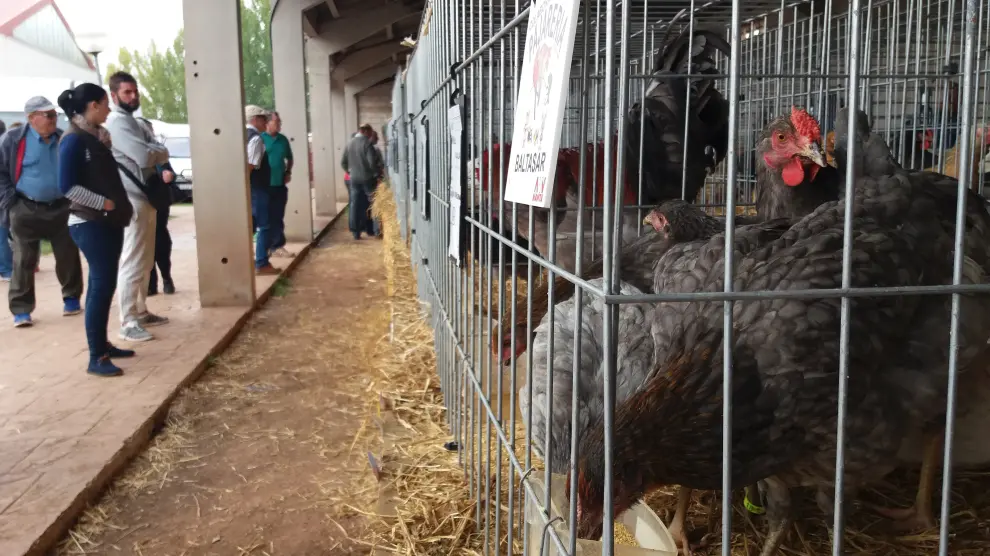 Exposición ferial de gallina serrana, una raza autóctona en proceso de recuperación.